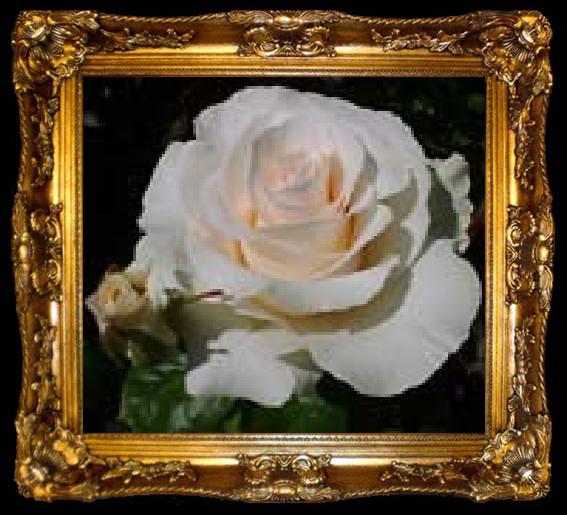 framed  unknow artist Realistic White Rose, ta009-2